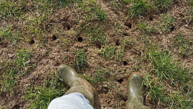 Die Sanierung von Mäuseschäden sollte möglichst früh im Frühjahr geschehen. Die entstandenen Lücken können schnell mit einer Untersaat geschlossen werden. Zudem ist der Konkurrenzdruck durch das noch schwache Graswachstum schwach. (Bilder Dominik Amrein, BBZN Hohenrain)