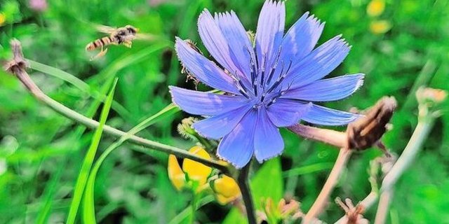 Ohne Biodiversität keine Produktion.