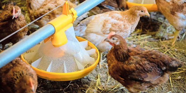 Das Potenzial von Weidegras zum Ersatz von Futterprotein ist laut dem Bericht gering. 