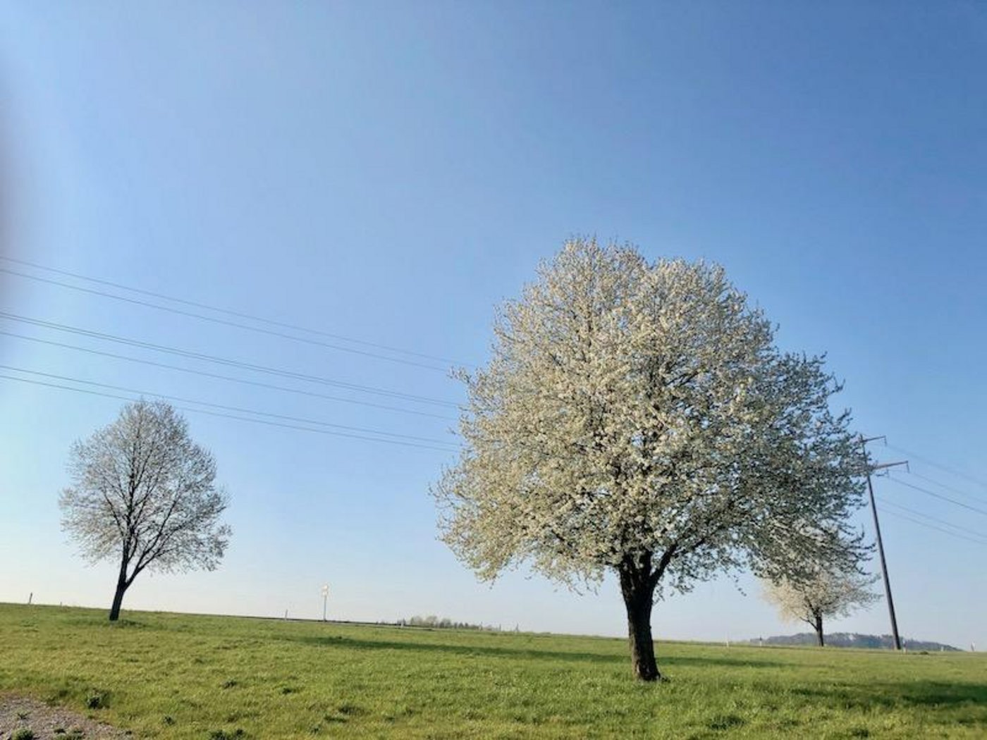 Der Frühling 2020 war zu warm, zu sonnig und zu trocken. Sogar die Bäume blühten früher. (Bild et)