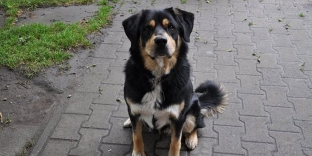 Halter von Hofhunden profitieren im Kanton Appenzell-Ausserrhoden neu nicht mehr von einer verbilligten Hundesteuer. (Bild jw)