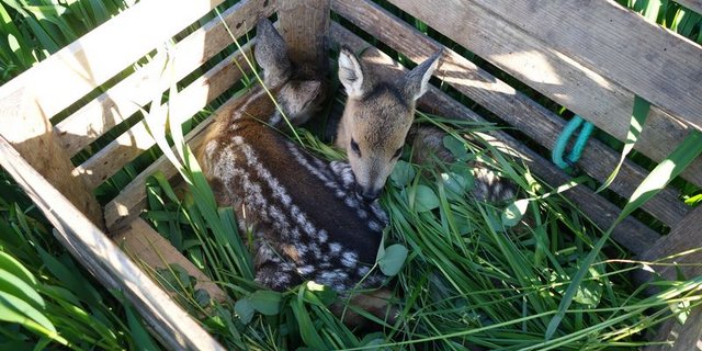 Zwei der über 2500 geretteten Rehkitze. (Bild Rehkitzrettung Schweiz)
