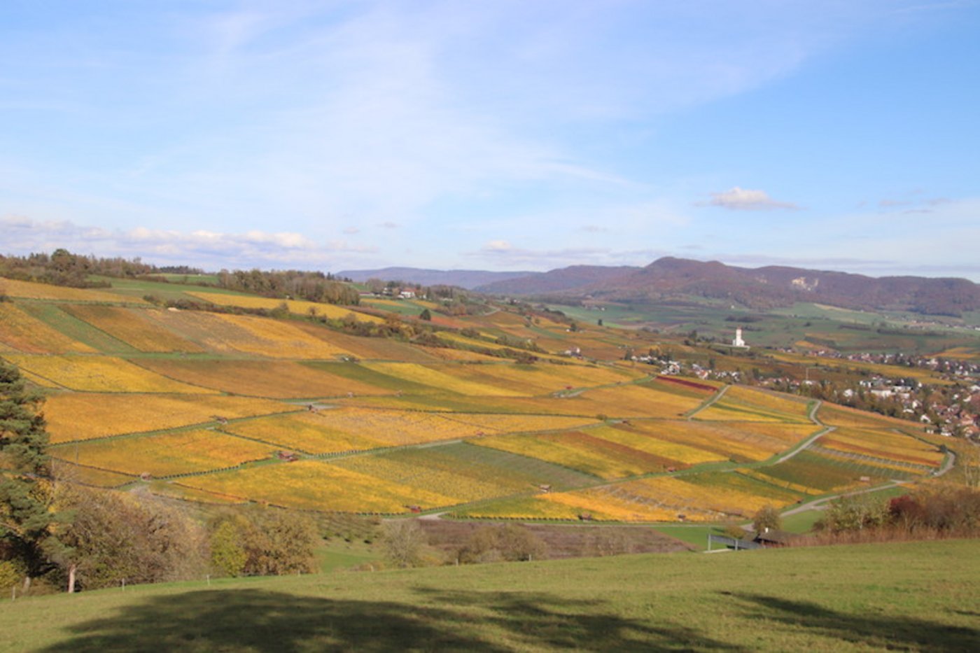 Im Schaffhauser Blauburgunderland kämpfen bekannte Reblagen wie zum Beispiel jene in Hallau mit Absatzproblemen. (Bild Roland  Müller)