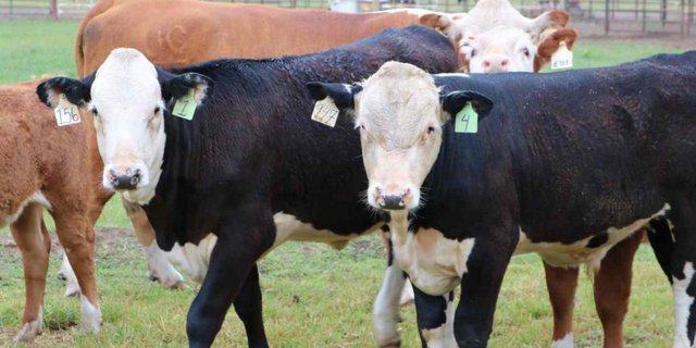 "Natürlich hornlose Kühe" sollten laut Recombinetics nur natürlich bei Kühen vorkommende Gene enthalten. Das scheint nun doch  nicht der Fall zu sein. (Bild Recombinetics)