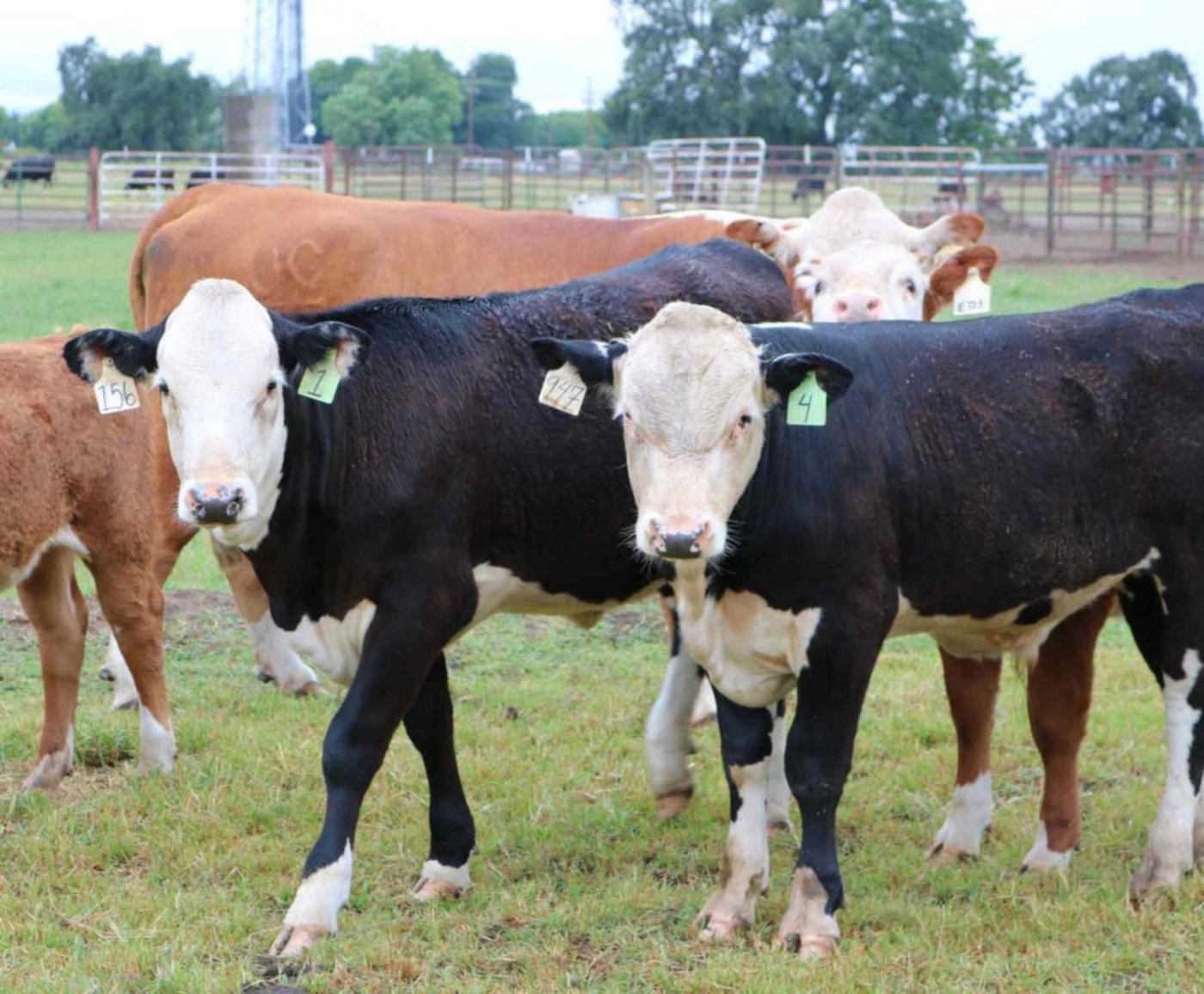 "Natürlich hornlose Kühe" sollten laut Recombinetics nur natürlich bei Kühen vorkommende Gene enthalten. Das scheint nun doch  nicht der Fall zu sein. (Bild Recombinetics)