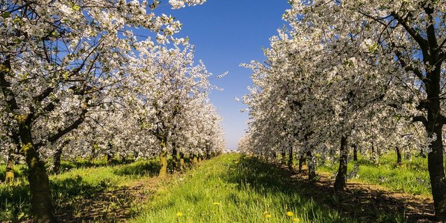 Die Besucher erleben vor Ort, wie gearbeitet wird und welche Arbeitsabläufe es erfordert, bis Obst und Gemüse auf dem Teller landen. (Bild Pixabay)