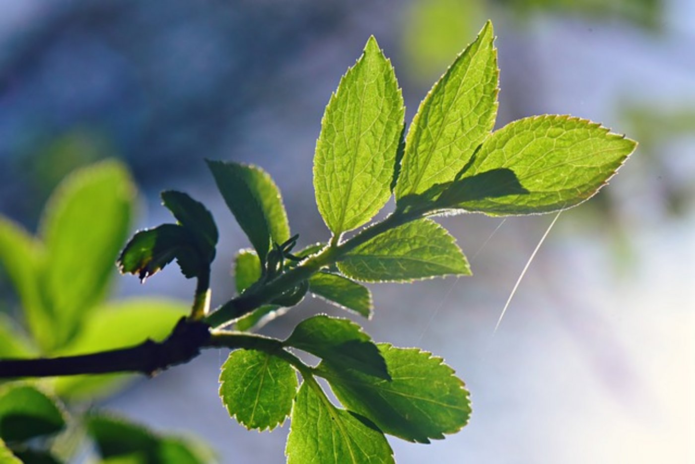 Den Monat hindurch überwogen die warmen Phasen und es war 1,5 Grad wärmer als sonst in der Jahreszeit. (Bild pixabay)