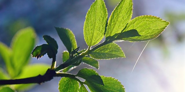 Den Monat hindurch überwogen die warmen Phasen und es war 1,5 Grad wärmer als sonst in der Jahreszeit. (Bild pixabay)