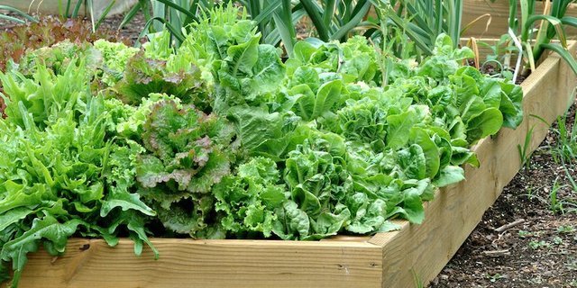 Wie der Ertrag im Gemüsebeet ausfällt, hängt auch stark mit den Pflanzabständen ab. (Bild ED) 