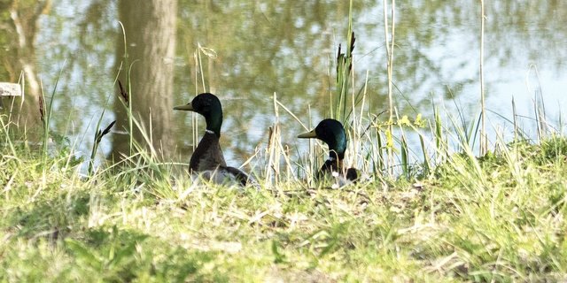 Im Februar dieses Jahres gab es einen Vogelgrippe Fall im Stall eines deutschen Hobby-Geflügelhalters, diesmal waren wildlebende Vögel betroffen. (Symbolbild Pixabay)