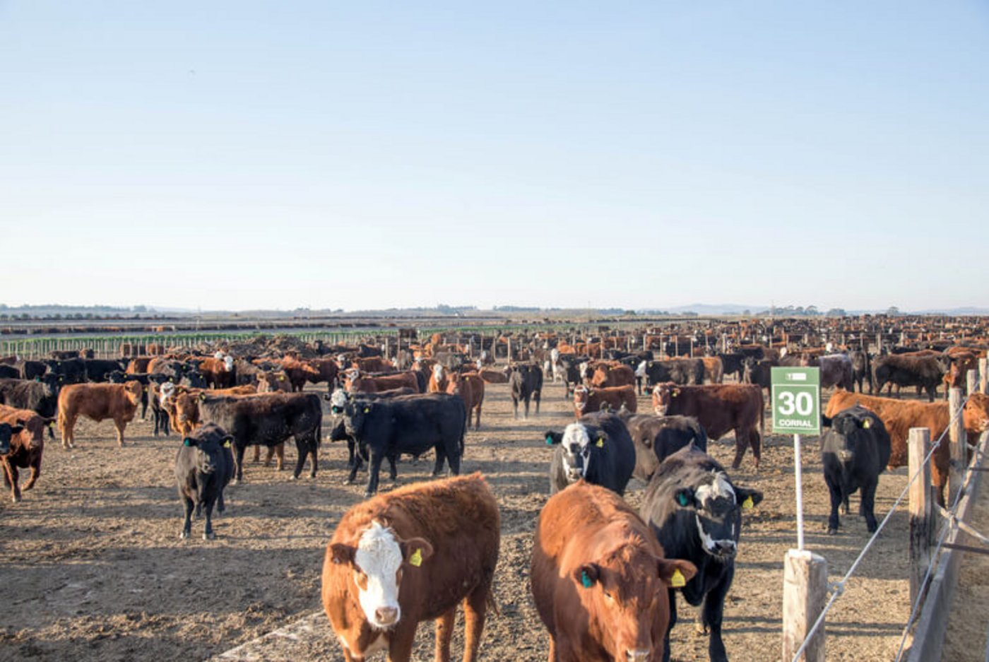 Feedlots - wie hier in Argentinien im Jahr 2013 - sind ein Kritikpunkt an den Produktionsbedingungen in den Mercosur-Staaten. (Bild lid)