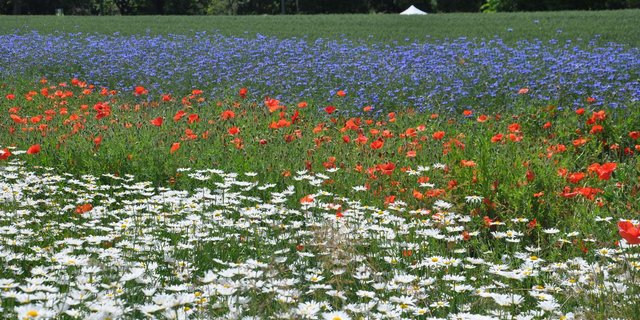 In der Umsetzung der Biodiversitätsförderung gebe es viel Luft nach oben. (Symbolblid BauZ)