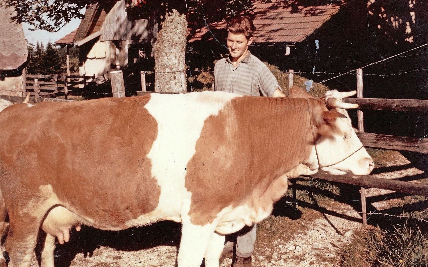 Im Jahr 1967: Alfred Bühler mit seiner Engollon. Eine typstarke Kuh mit einem Euter, wie es damals üblich war. 