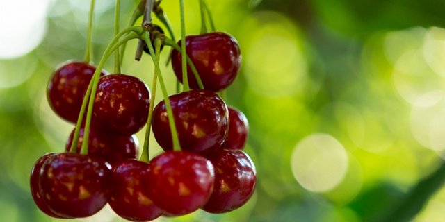 Die rotbeinige Baumwanze hat einige Schäden in einer Kirschenplantage in Leutwil AG verursacht. (Symbolbild Swissfruit)