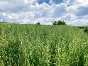 Aufschwung beim Bio-Speisehafer: Nachfrage nach Anbauflächen ist gross Hafer weist eine gute Unkrautunterdrückung auf und hat einen geringen Stickstoffbedarf. (Bild Alexandra Stückelberger)