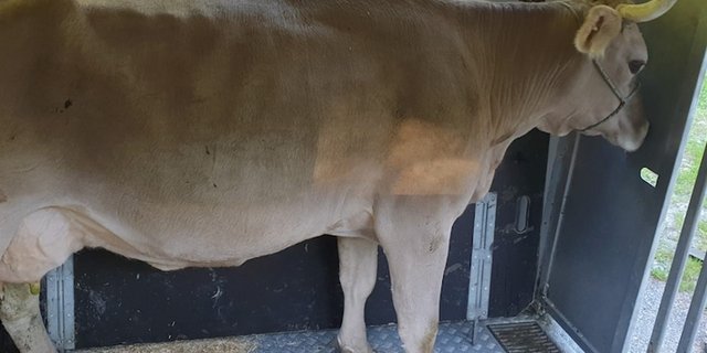 Der grösste Teil der Tiertransporte wurde gemäss den gesetzlichen Vorschriften ausgeführt, so die Kantonspolizei. (Bild Kapo Graubünden)