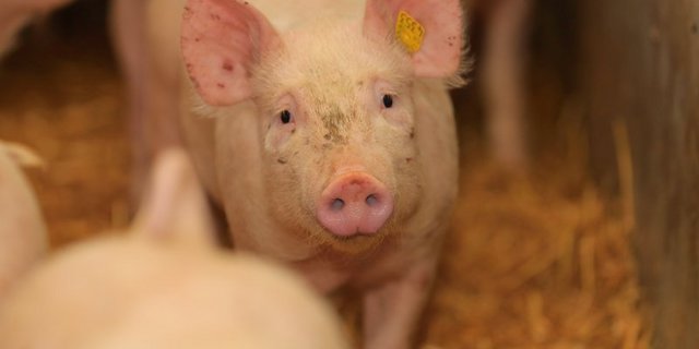 Die Nachfrage nach Lebendtieren ist zur Zeit gross. (Bild Peter Röthlisberger)