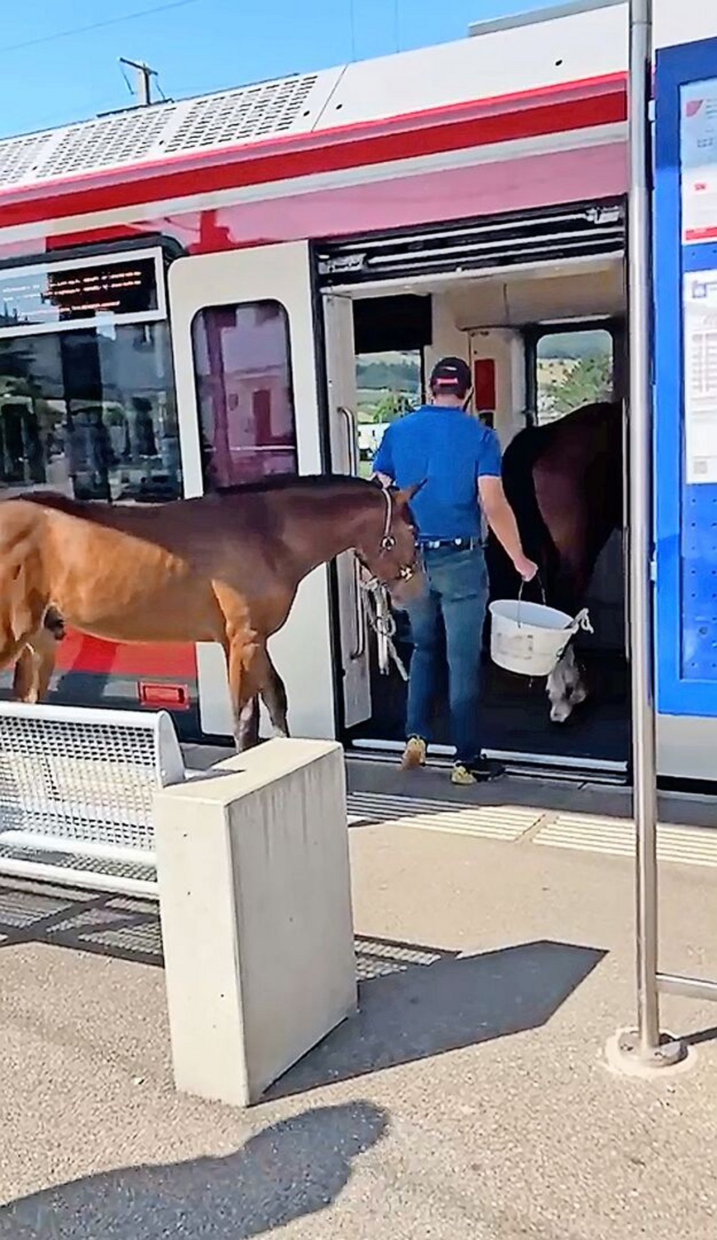 Das Hengstfohlen Élégant Du Pré Veuillat zögert einen Moment länger als seine erst 5-jährige Mutter.