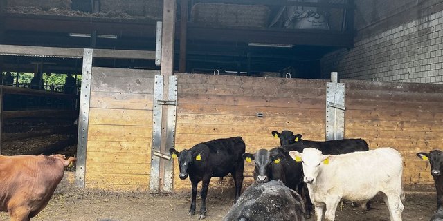 Eine Diplomarbeit am Strickhof zeigte auf, wie die Fettabdeckung in der Munimast auch über Fütterung und Haltung beeinflusst werden kann.