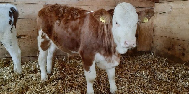 Die ersten genetisch hornlosen Simmentalerstiere sind geboren und sollen in den Zuchteinsatz. Einige Züchter befürchten einen Rückschritt im Exterieur.