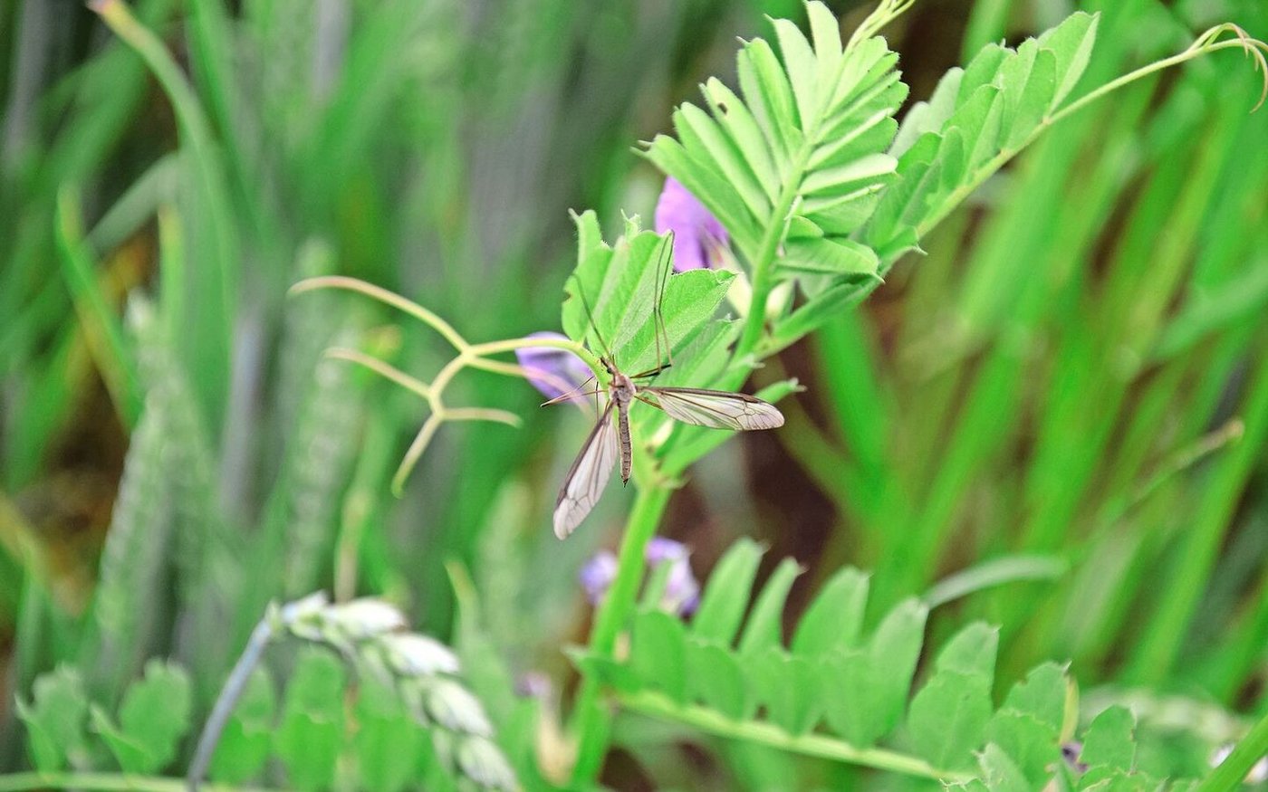 Ausgewachsene Schnaken leben nur einige Tage und richten keinen Schaden an Pflanzen an. Die Larven überwintern im Boden.