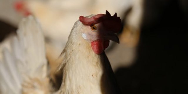 Künftig soll bereits im Ei erkannt werden, ob das künftige Küken männlich oder weiblich wird. (Bild ji)