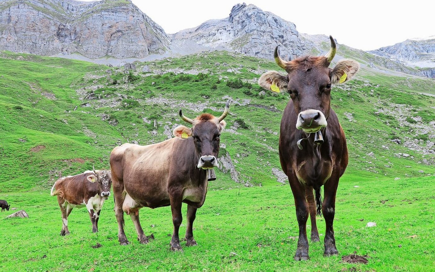 An Futter und Wasser herrscht heuer kein Mangel – knapp werden in manchen Regionen aber die Alptiere.