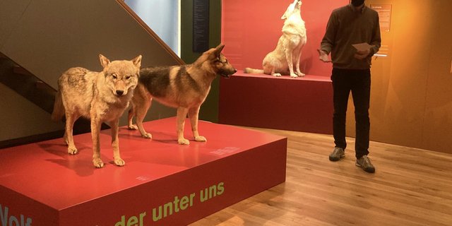 Museumsdirektor Hannes Geisser zeigt die neue Ausstellung «Wolf - wieder unter uns». Im Vordergrund zwei Präparate: links ein Wolf, rechts ein Schäferhund. (Bilder Alexandra Stückelberger)