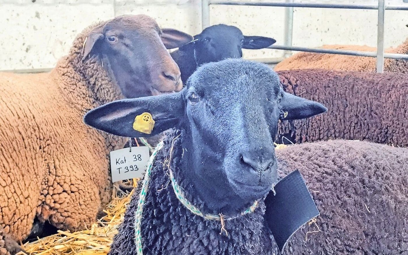 Laut Identitas leben derzeit 409 580 Schafe in der Schweiz. Nur gut zehn Prozent davon sind im Herdebuch des Schweizerischen Schafzuchtverbandes – der Grossteil sind Gebrauchsherden.