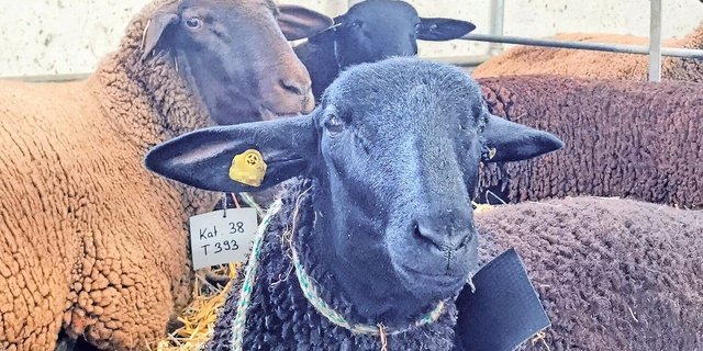 Laut Identitas leben derzeit 409 580 Schafe in der Schweiz. Nur gut zehn Prozent davon sind im Herdebuch des Schweizerischen Schafzuchtverbandes – der Grossteil sind Gebrauchsherden.