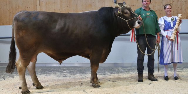 : Der Original Braunviehstier Einar von Martin Schrepfer aus Wald verteidigte seinen Mister OB Titel vom Vorjahr. (Bild Reto Betschart)
