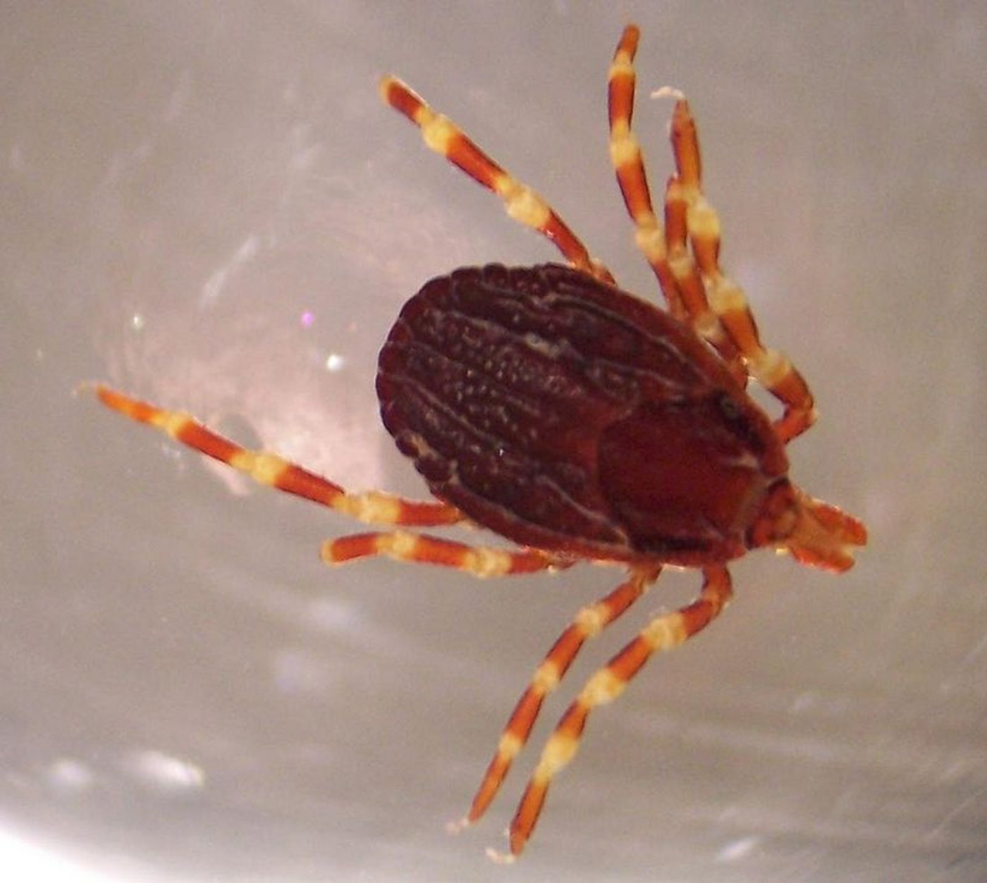 Dass die Hyalomma-Zecken für Menschen gefährliche Krankheiten übertragen, sei unwahrscheinlich. (Bild Wikipedia)