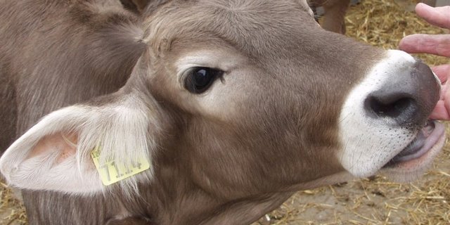 Eine doppelte Rinderohrmarke kostet bald nur noch 3.60 Franken. (Bild BauZ)