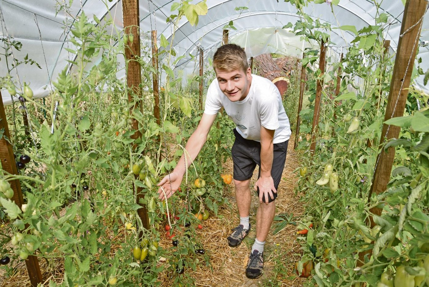 Die Spaghetti-Bohne mit ihren violetten Blüten fasziniert den jungen Samenvermehrer Gabriel Hess. Der angehende Gärtner vermehrt für Pro Specie Rara seltene Gemüsesorten und ist von der Vielfalt begeistert. (Bilder Barbara Heiniger)