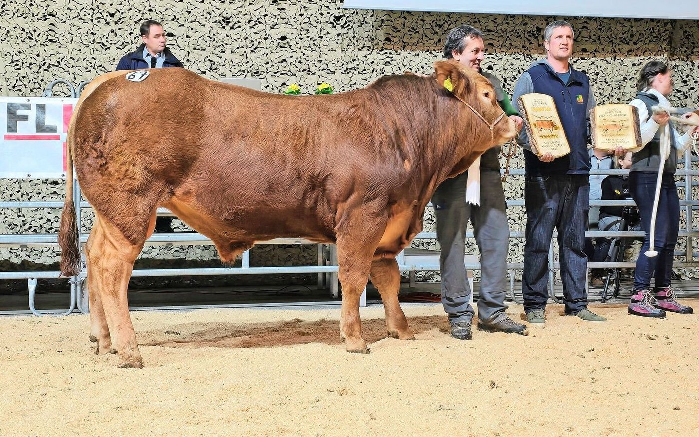Der Champion der Rasse Limousin: Der gut jährige, vorzüglich entwickelte Wildhabers Boris P von Reto Wildhaber aus Flums SG.