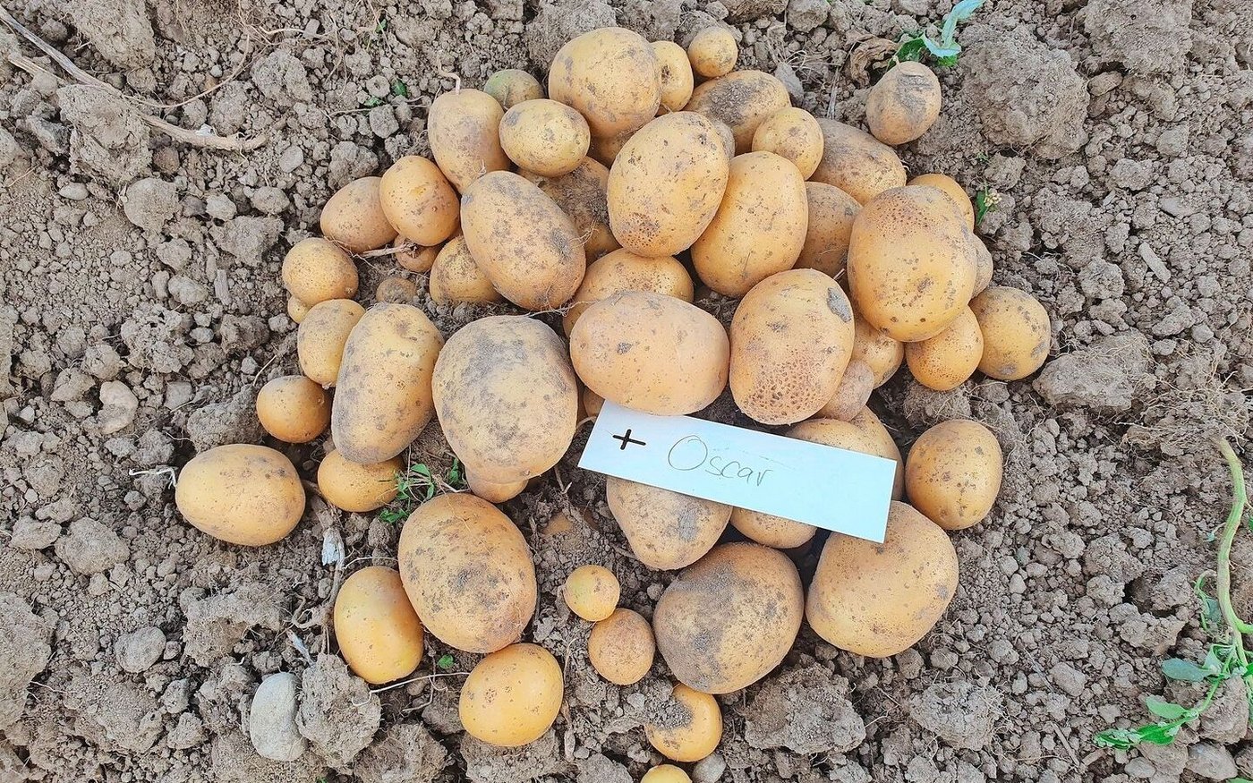 Die Sorte Oscar überzeugt neben ihrer Robustheit und guten Ertragsleistung auch durch eine ansprechende runde Form.  