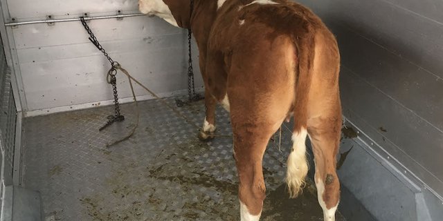 Die Kantonspolizei nahm 25 Tiertransporte unter die Lupe. (Bild Kapo TG)