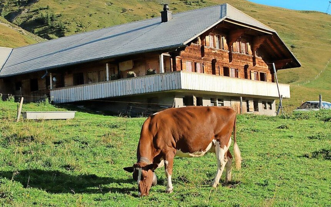 Am meisten Respekt hat der Junglandwirt vor der Disziplin Mechanisierung. «Da war ich nie so gut», gibt er zu. Das Melken und die Tierbeurteilung würden ihm besser liegen. 