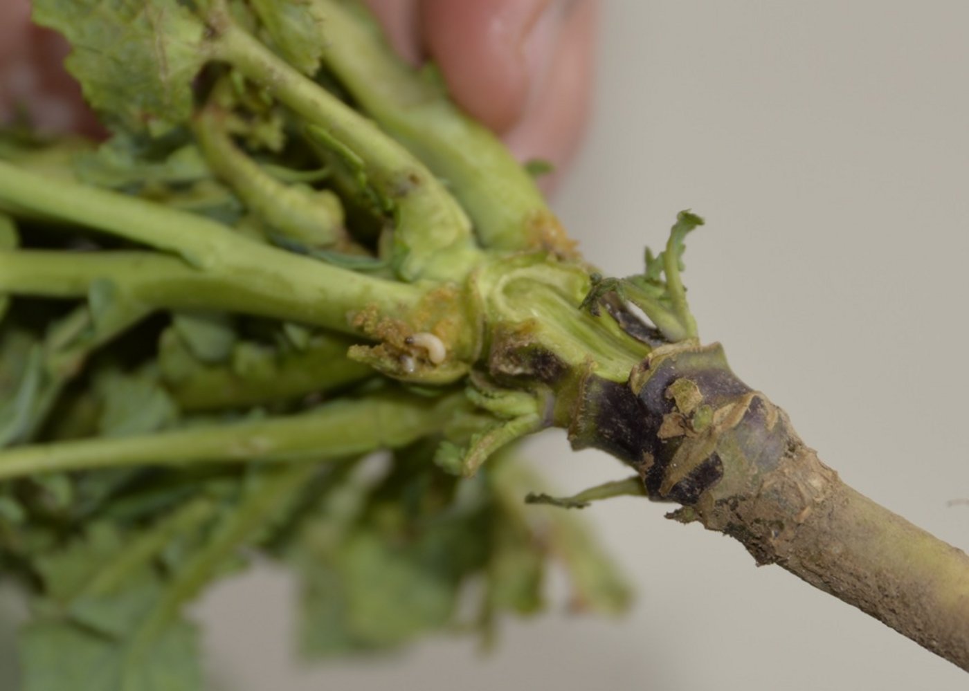 Die Larve des Rapserdflohs bohrt sich in den Stängel und wandert  in den Haupttrieb. Oft zerstört sie dort den Vegetationspunkt. (Bild: Katharina Scheuner)