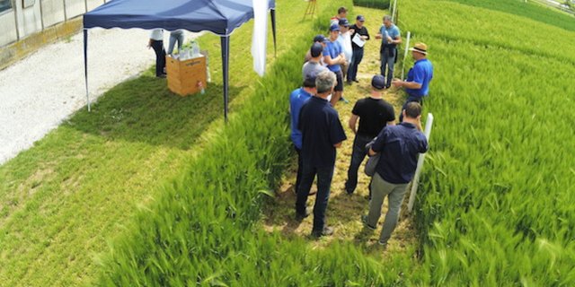 Die Syngenta informierte heute im Feld über verschiedene Getreidesorten. (Bild asa)