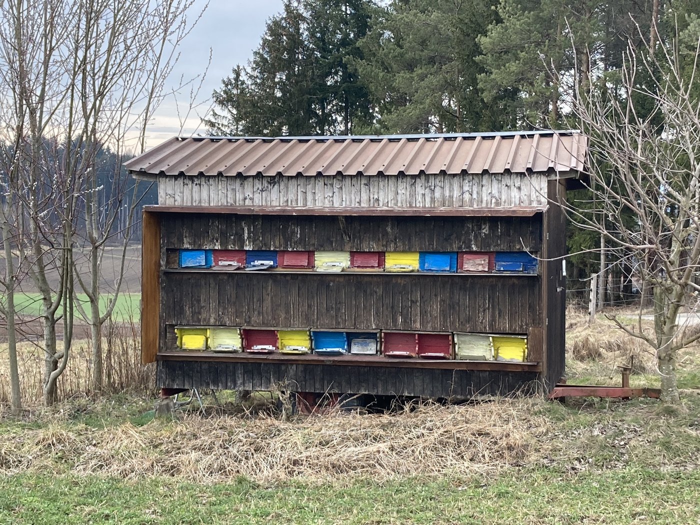 Wegen der langanhaltenden Schlechtwetterperiode geht den Bienen langsam das Futter aus. Gegebenenfalls muss Futter gegeben werden. (Bild Alexandra Stückelberger)