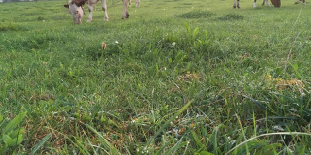 Sie geben ein friedliches Bild ab: weidende Kühe. Dass sie ein solches Leben führen dürfen, sollte aber mit anständigem Milchpreis honoriert werden, findet Redaktor Peter Fankhauser, (Bild Archiv BauZ)