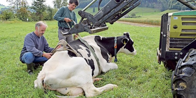 Alleine kann Fatima auch fast einem Monat nach der Botulinvergiftung noch nicht aufstehen. Die frisch gekalbte Kuh ist fast ergaltet und abgemagert, jedoch willig zu überleben. Andreas und Therese Buri helfen ihr alle paar Stunden auf die Beine. (Bild BauZ/dj)