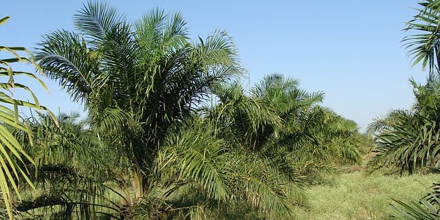 Eine Palmöl-Plantage. (Bild pd)