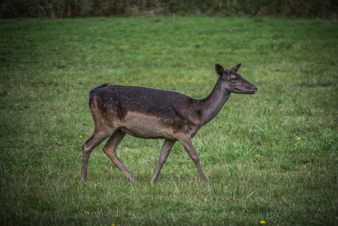 Die Unbekannten haben die Vollmondnacht vom 4. auf den 5. April für ihre Tat ausgenutzt, vermutet der Besitzer der Damhirsche. (Symbolbild Pixabay)