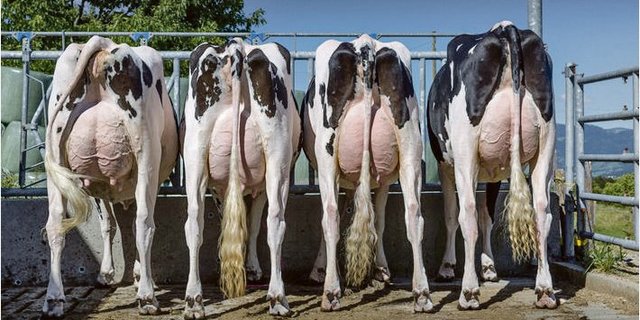 Eindrückliche Gruppe von Chief-Töchter, aus der Zucht von Dumas Claude aus Vaulruz FR.(Bild ds)