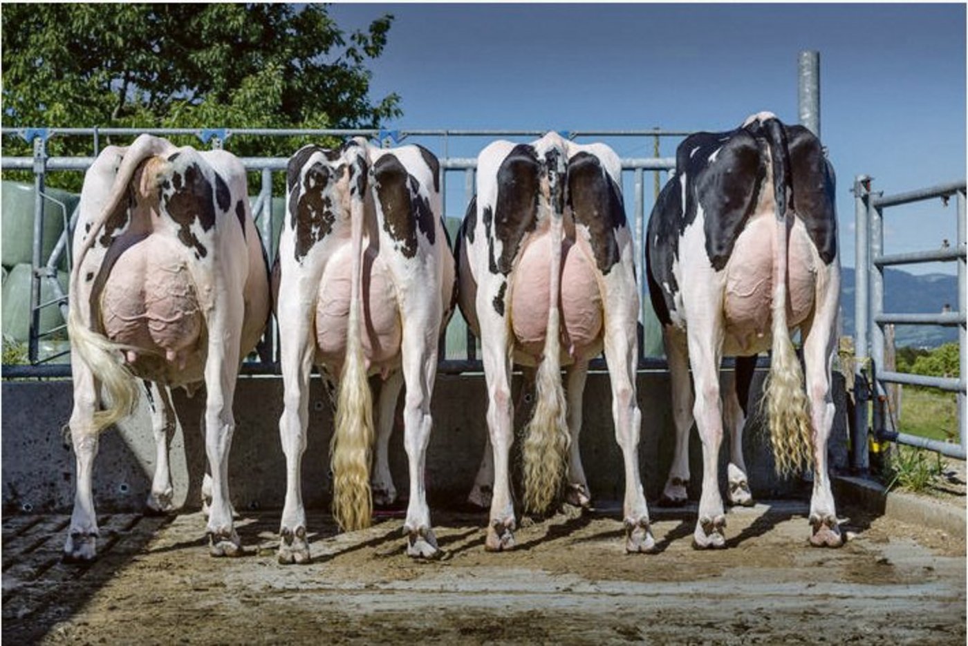 Eindrückliche Gruppe von Chief-Töchter, aus der Zucht von Dumas Claude aus Vaulruz FR.(Bild ds)