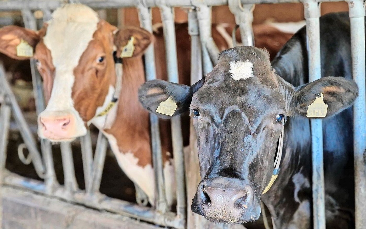 Neben Seuchen bietet eine Versicherung auch Schutz gegen weitere Krankheiten wie Botulismus bei den Kühen. 