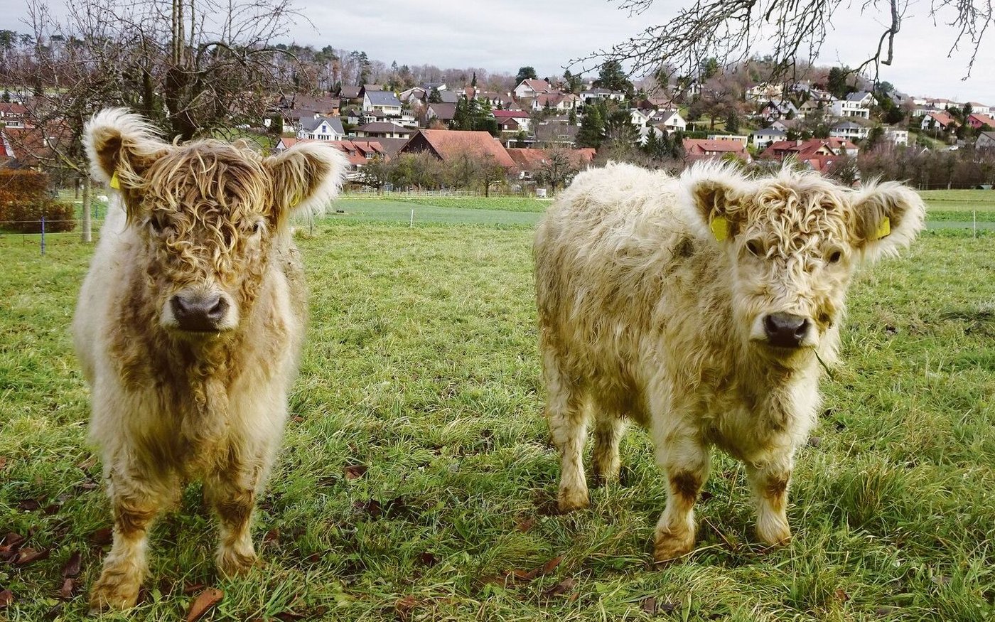 Gschwinds Galloway sind robust und genügsam, durch den täglichen Kontakt aber handzahm und zutraulich.
