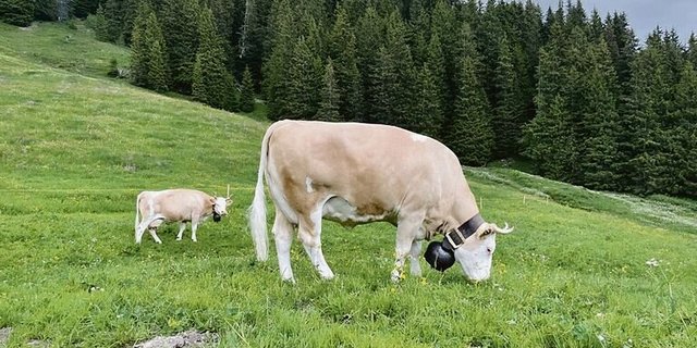 Im Berggebiet kann nicht selten erst nach dem 1. Mai mit Weiden begonnen werden. 